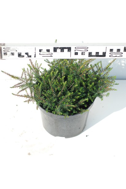 Еріка дарленська Крамерс Роут - 3л/20-30см/Ø10-20см