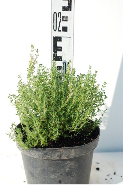 Тим’ян звичайний в контейнері