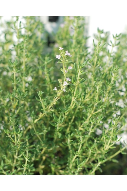 Чебрець звичайний – універсальна трава для саду.