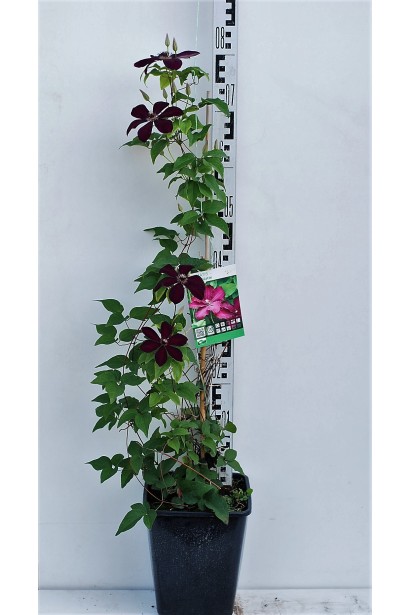 Ломиніс Вестерплатте в горщику Р9