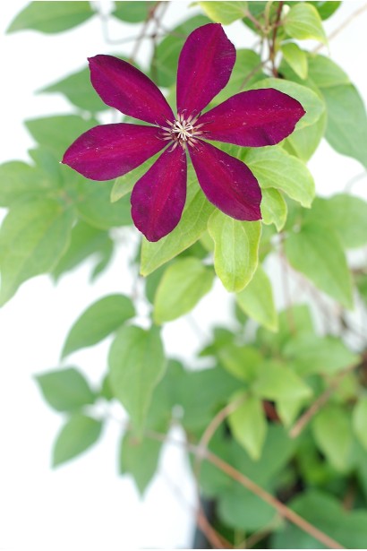 Ломиніс Вестерплатте бархатисто-червоний