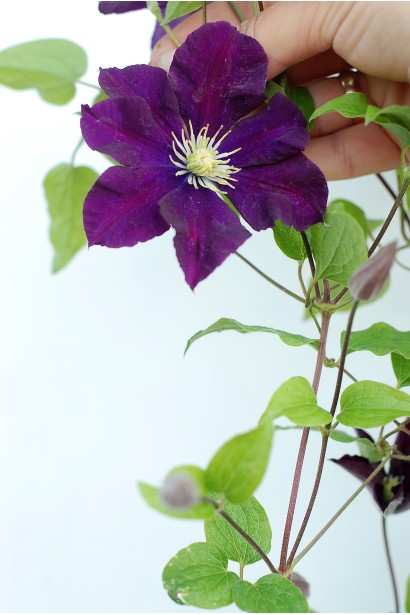 Ломиніс / Клематіс Варшавська Ніч | Ломонос / Клематис Варшавская Ночь | Clematis Warszawska Nike / Warsaw Nike