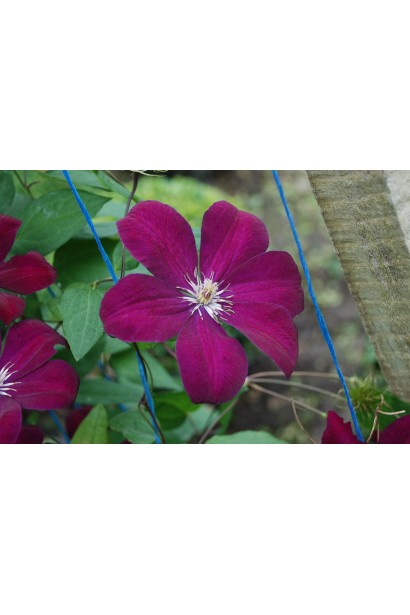 Ломиніс / Клематіс Варшавська Ніч | Ломонос / Клематис Варшавская Ночь | Clematis Warszawska Nike / Warsaw Nike