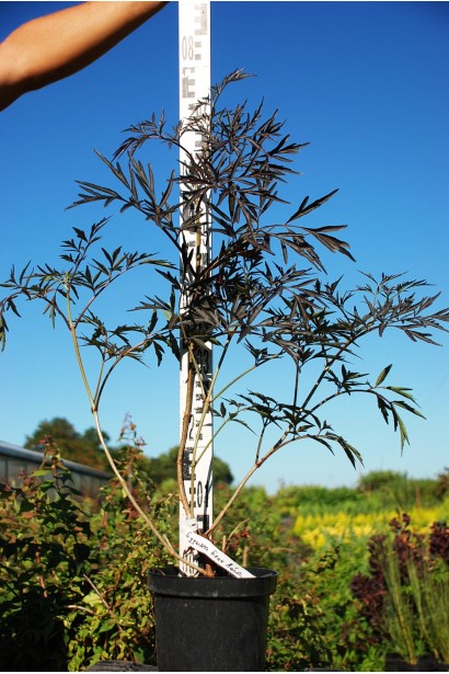 Бузина чорна Блек Лейс  контейнер 7,5 л, висота 60-80 см