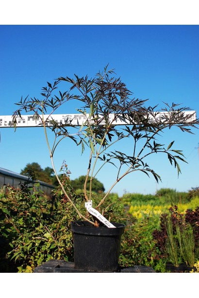 Бузина чорна Блек Лейс діаметр 50-70 см