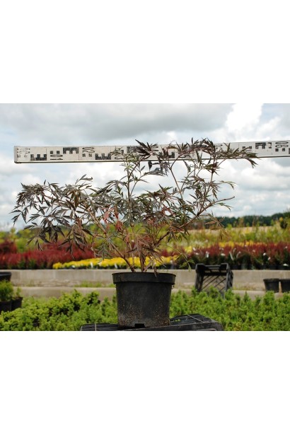 Бузина чорна Єва в горщику 7 л, діаметр 40-60 см