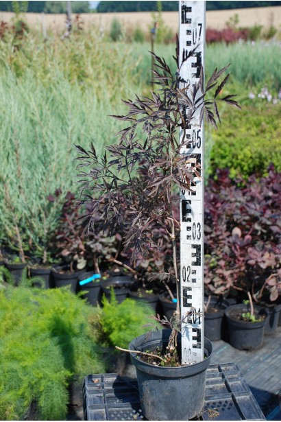 Бузина чорна Блек Лейс в розсаднику