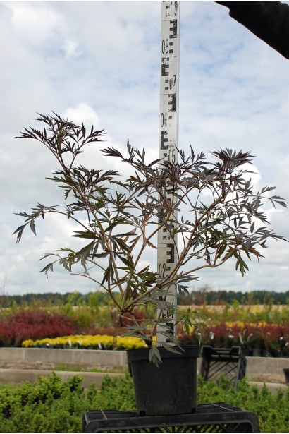 Саджанець бузини Блек Лейс С5 