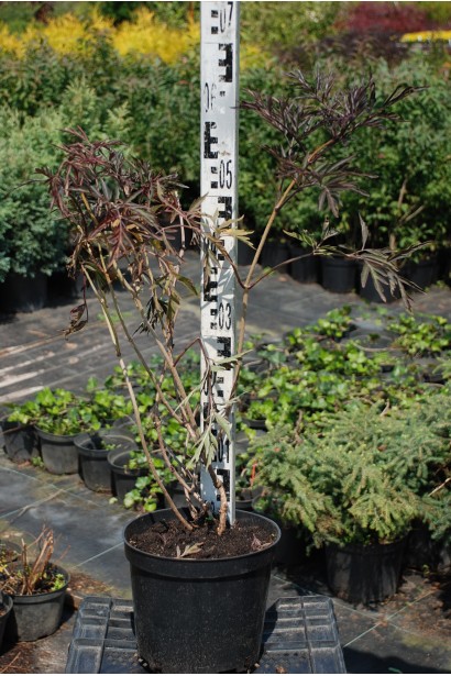 Бузина чорна Блек Лейс саджанець в садовому центрі