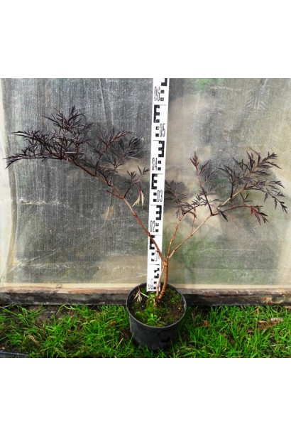 Бузина чорна Блек Лейс в контейнері 5 л