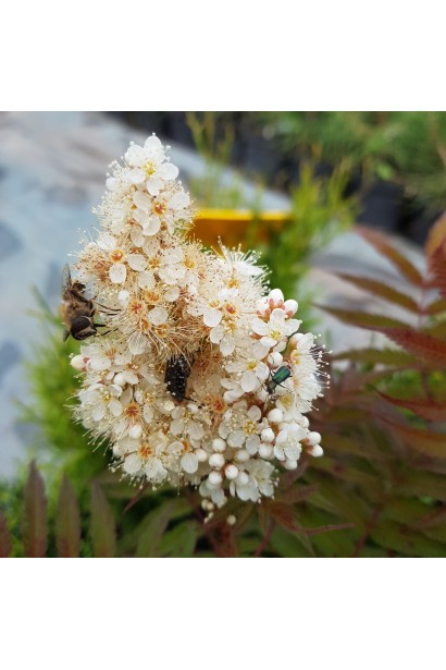 Горобинник горобинолистий Сем® – пишне літнє цвітіння