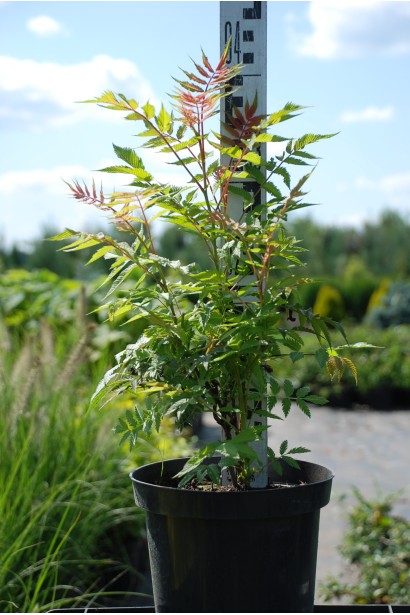 Горобинник Сем® - 3л/вис.35-45см/Ø25-35см