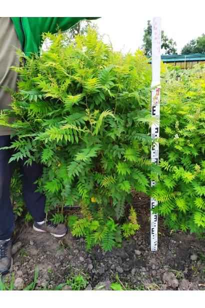 Горобинник Сем® – яскраво-зелене листя