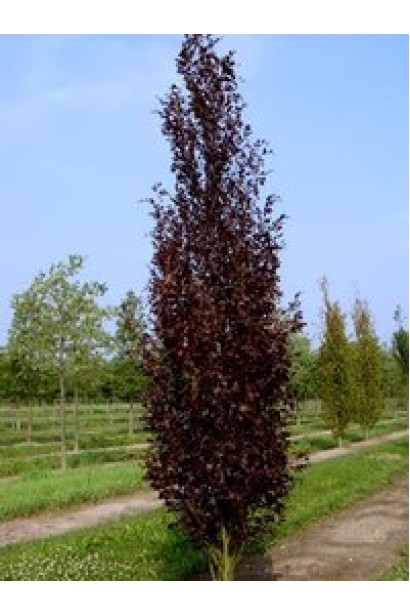 Вузька колоноподібна форма тополі Пурпл Тауер.