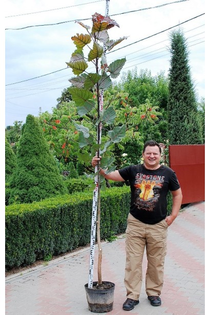 Тополя Пурпл Тауер в контейнері - садовий центр проксіма