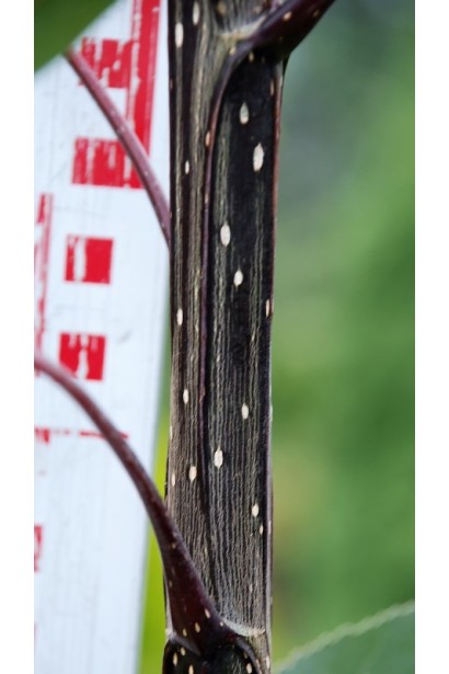 Тополя дельтоподібна Пурпл Тауер - стовбур