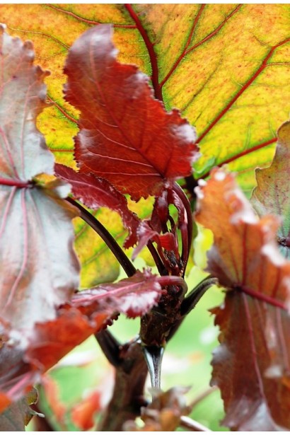 Тополя дельтоподібна Пурпл Тауер