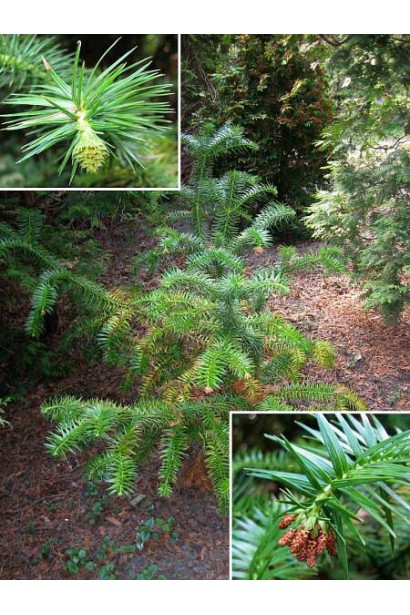 Куннингамия ланцетовидная