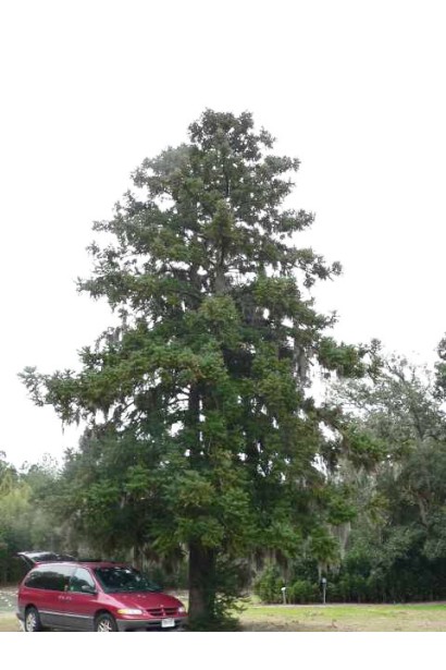 Cunninghamia lanceolata