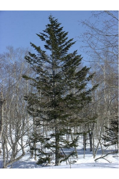 Кунингамия ланцетовидная