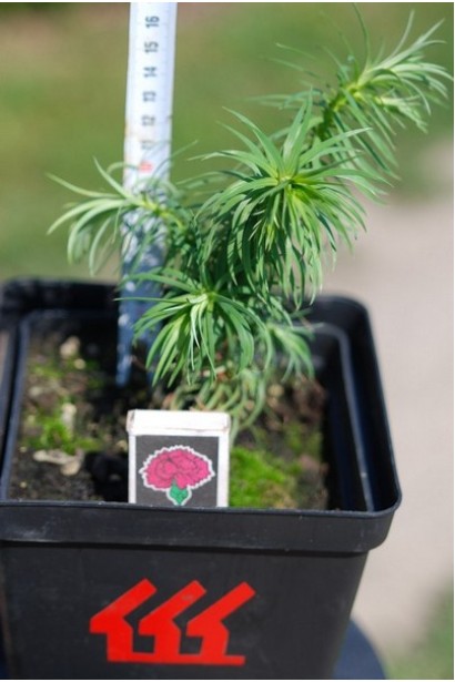 Кунингамия ланцетовидная саженец Р9