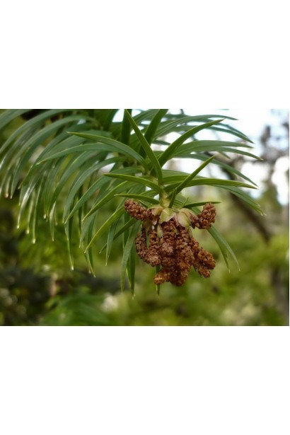 Кунингамия ланцетовидная шишки