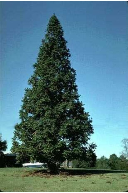 Ель китайская