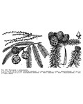 Куннінгамія ланцетовидна | Куннингамия ланцетовидная | Cunninghamia lanceolata