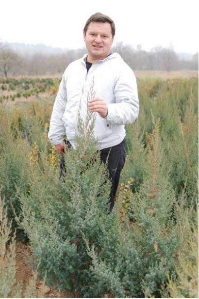 Ялівець китайський Обеліск в розсаднику на полі