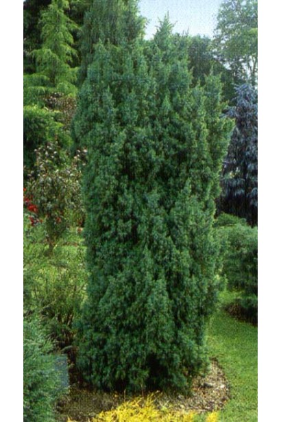 Ялівець китайський Обеліскв ландшафті