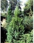 Можжевельник китайский Обелиск | Ялівець китайський Обеліск | Juniperus chinensis Obelisk