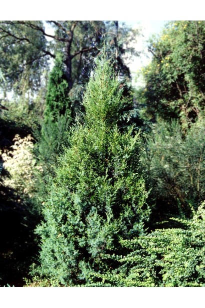 Ялівець китайський Обеліск - хвойник з вузькою конічною формою кроною в молодому віці