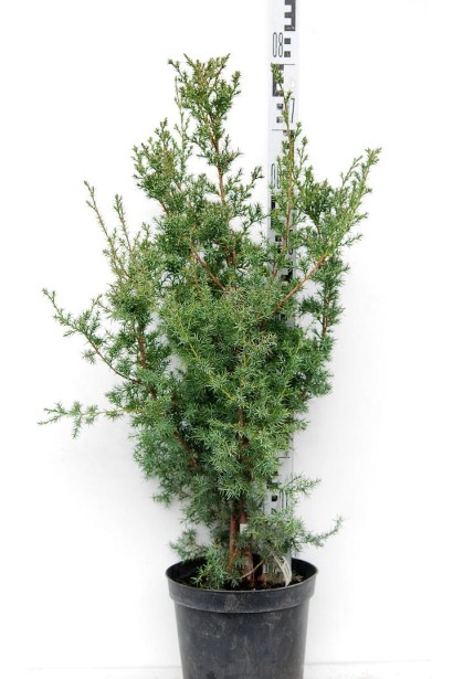 Ялівець Обеліск - саджанець в контейнері