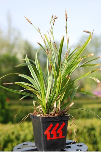 Саджанець осоки Айс Данс у контейнері