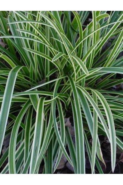 Листя осоки Айс Данс - контраст білого та зеленого кольорів