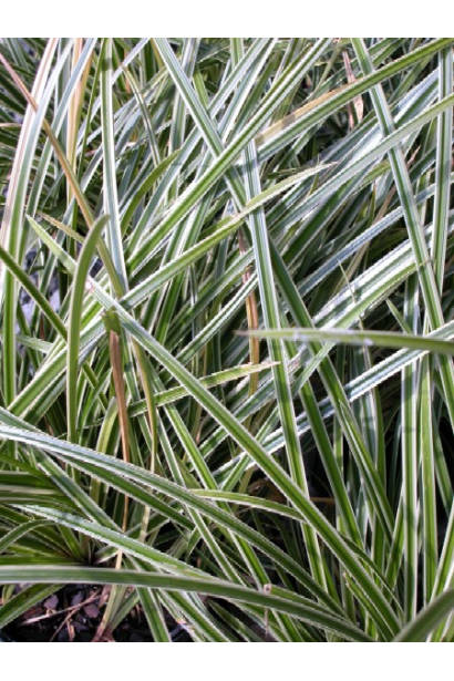 Осока Морроу Айс Данс - зелено-білі декоративні листя