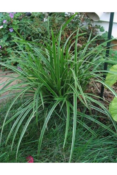 Осока Морроу Ice Dance - декоративний елемент сучасного саду