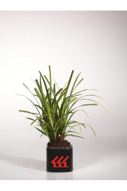 Carex morrowi Ice Dance - декоративна трава для саду