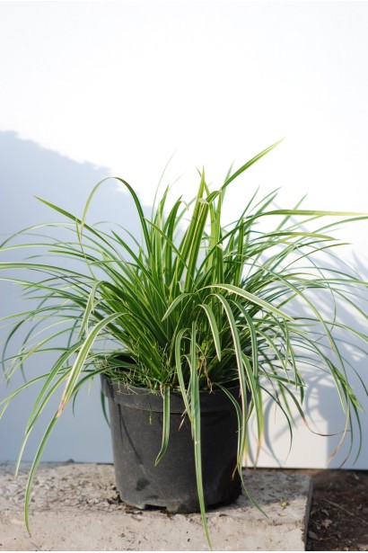 Саджанець осоки Айс Данс у контейнері