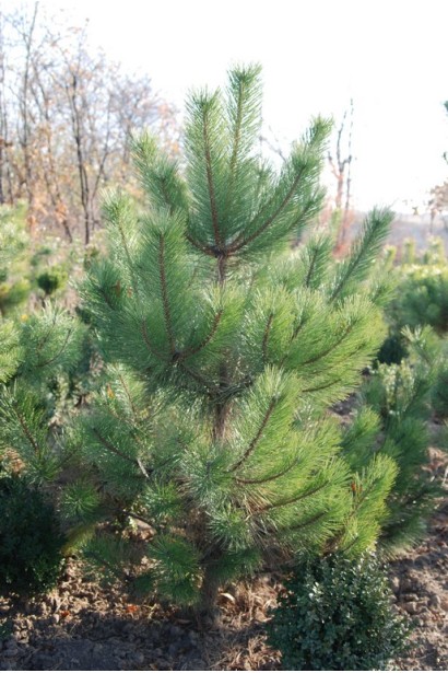 Кримська сосна для створення тіні