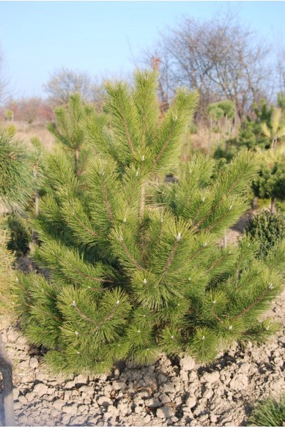 Сосна з характерною густою хвоєю