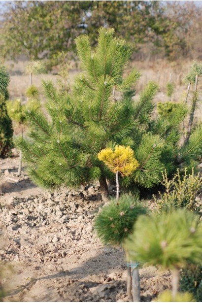 Pinus pallasiana для декоративного озеленення