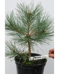 Сосна крымская | Сосна кримська | Pinus pallasiana