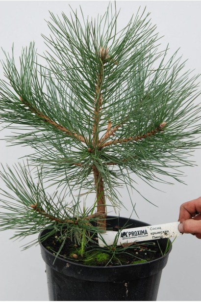 Сосна кримська з витонченими гілками