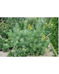 Сосна кримська | Сосна кримская | Pinus pallasiana