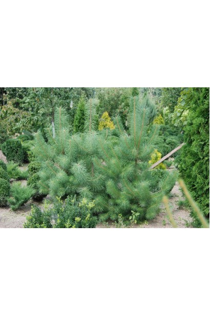 Кримська сосна хвоя