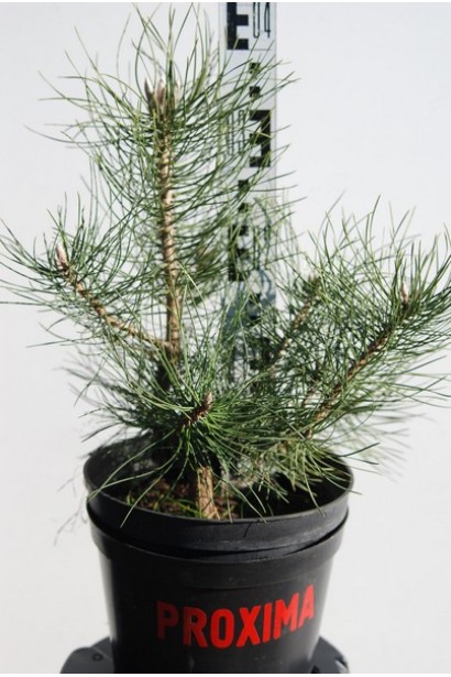 Саджанці сосни кримської в контейнері