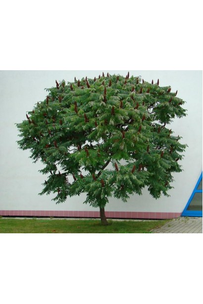 Декоративне оцтове дерево із розлогим габітусом.