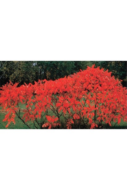 Оцтове дерево – декоративний акцент вашого саду.