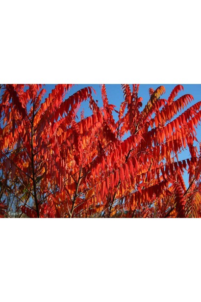 Листя сумаху пухнастого з насиченим кольором.